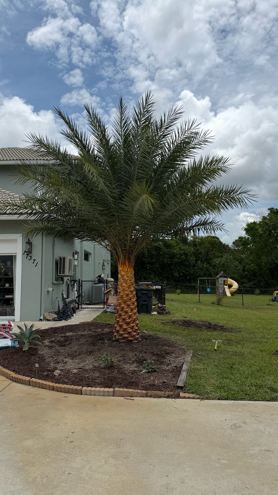 Newly installed Sylvester palm with fresh mulch bed and landscape edging