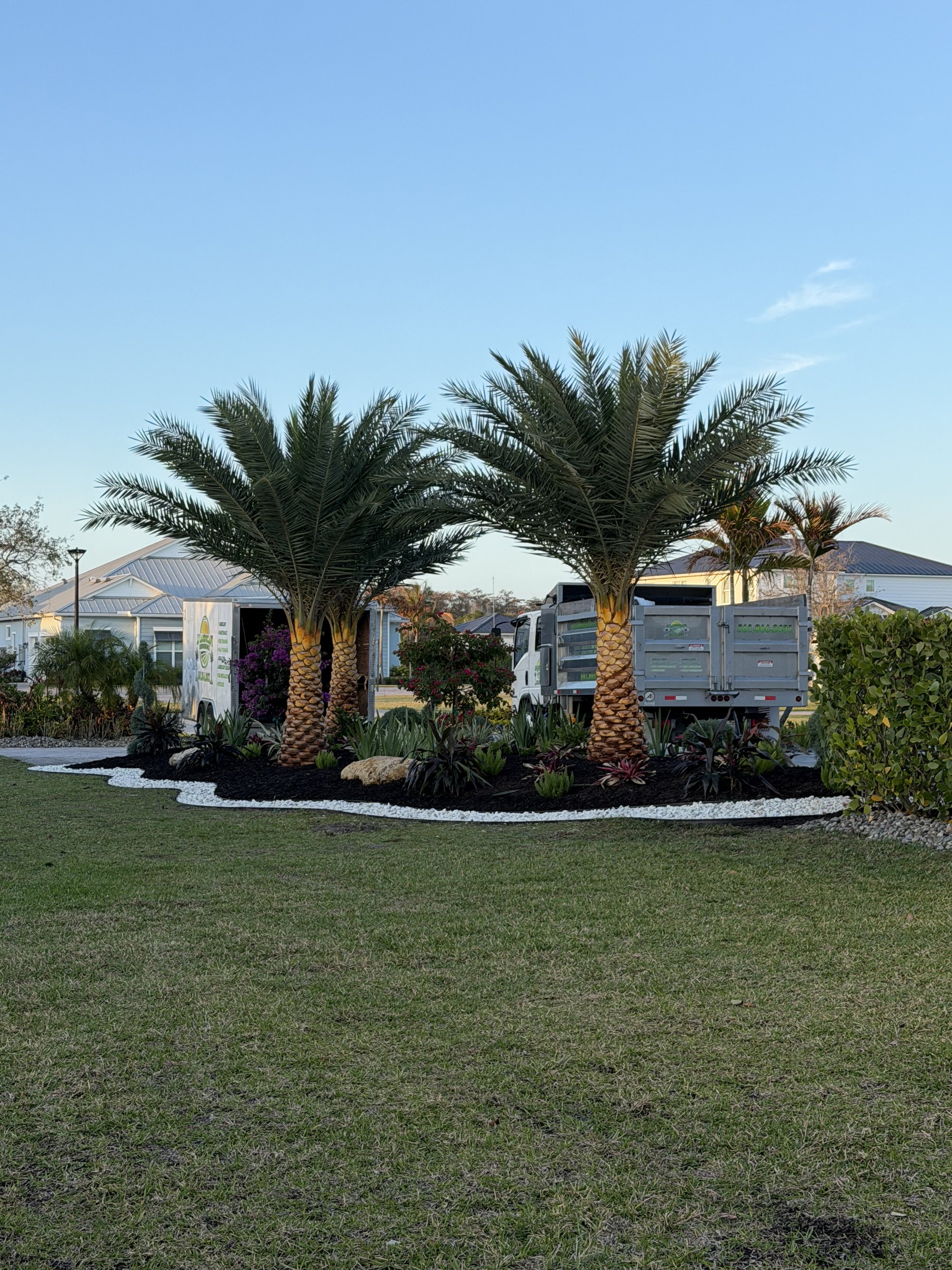 Sylvester palm installation with custom landscape bed
