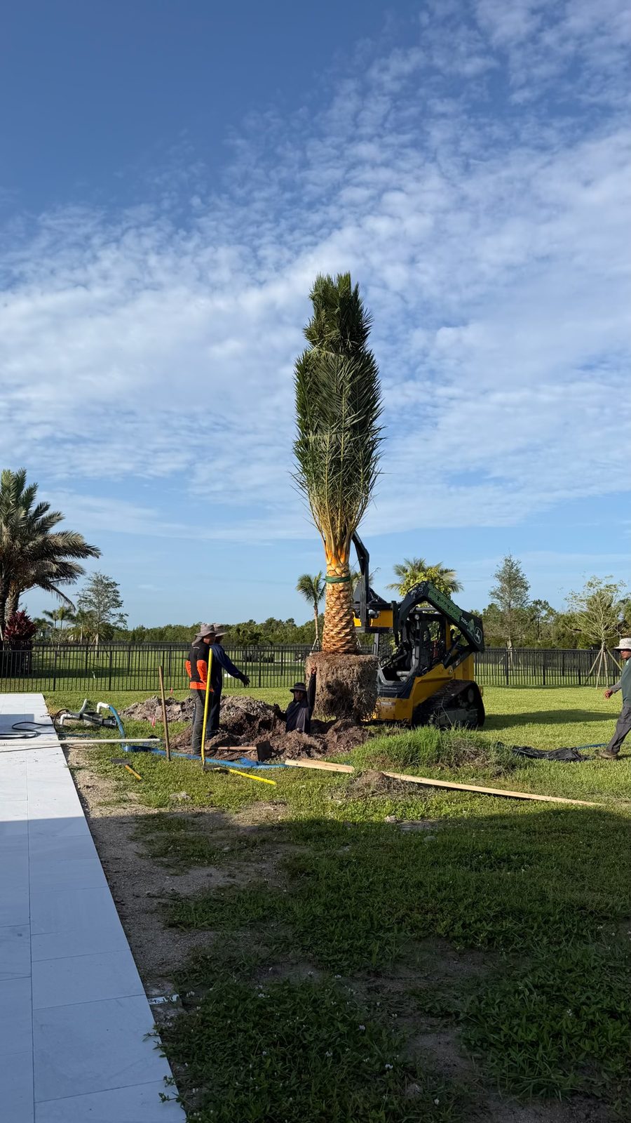 JJ Landscape Service crew installing a large Sylvester palm with a skid steer loader