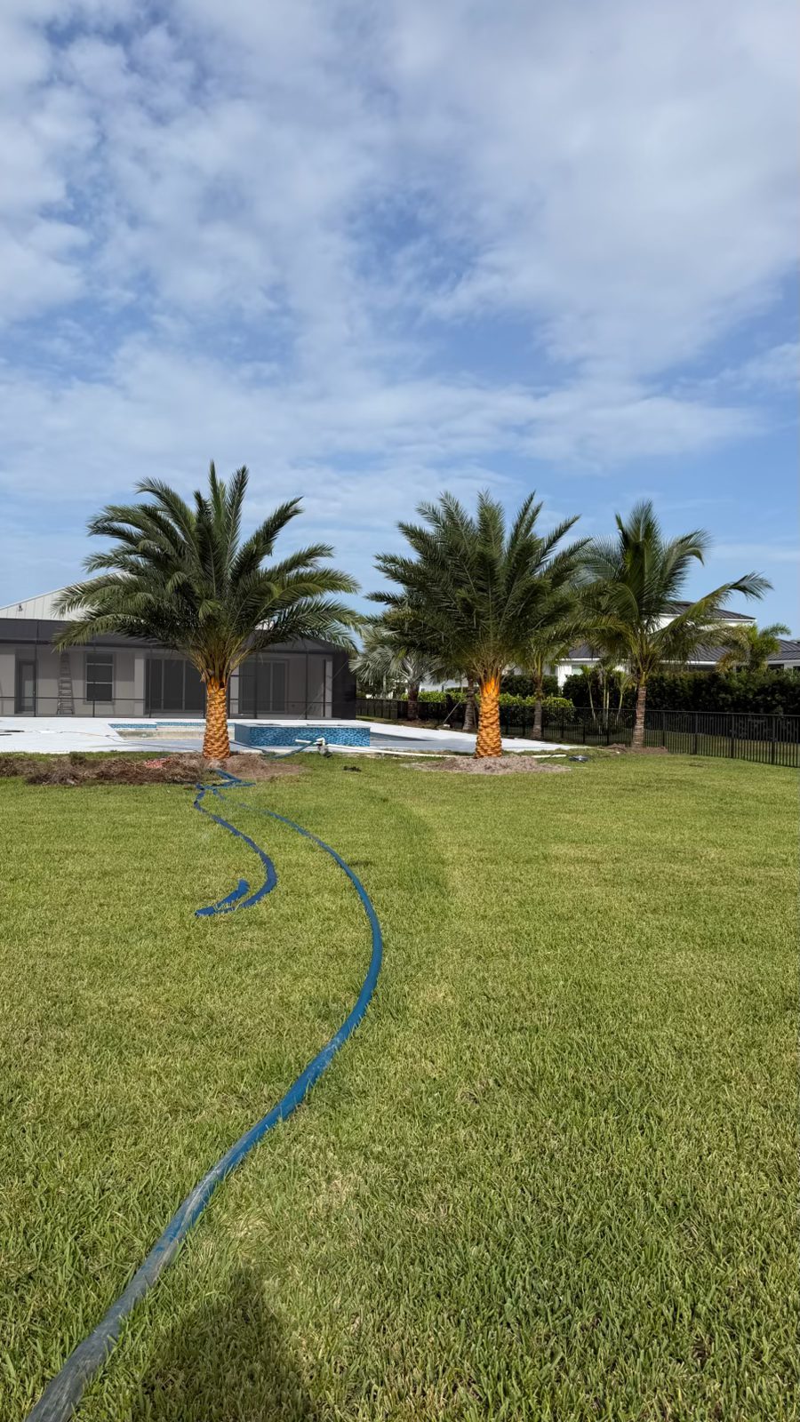 Finished backyard with two Sylvester palms and a coconut palm beside a screened pool