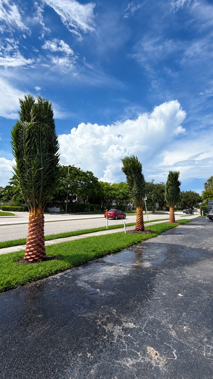 Row of newly installed Sylvester palms along a freshly sodded roadside strip