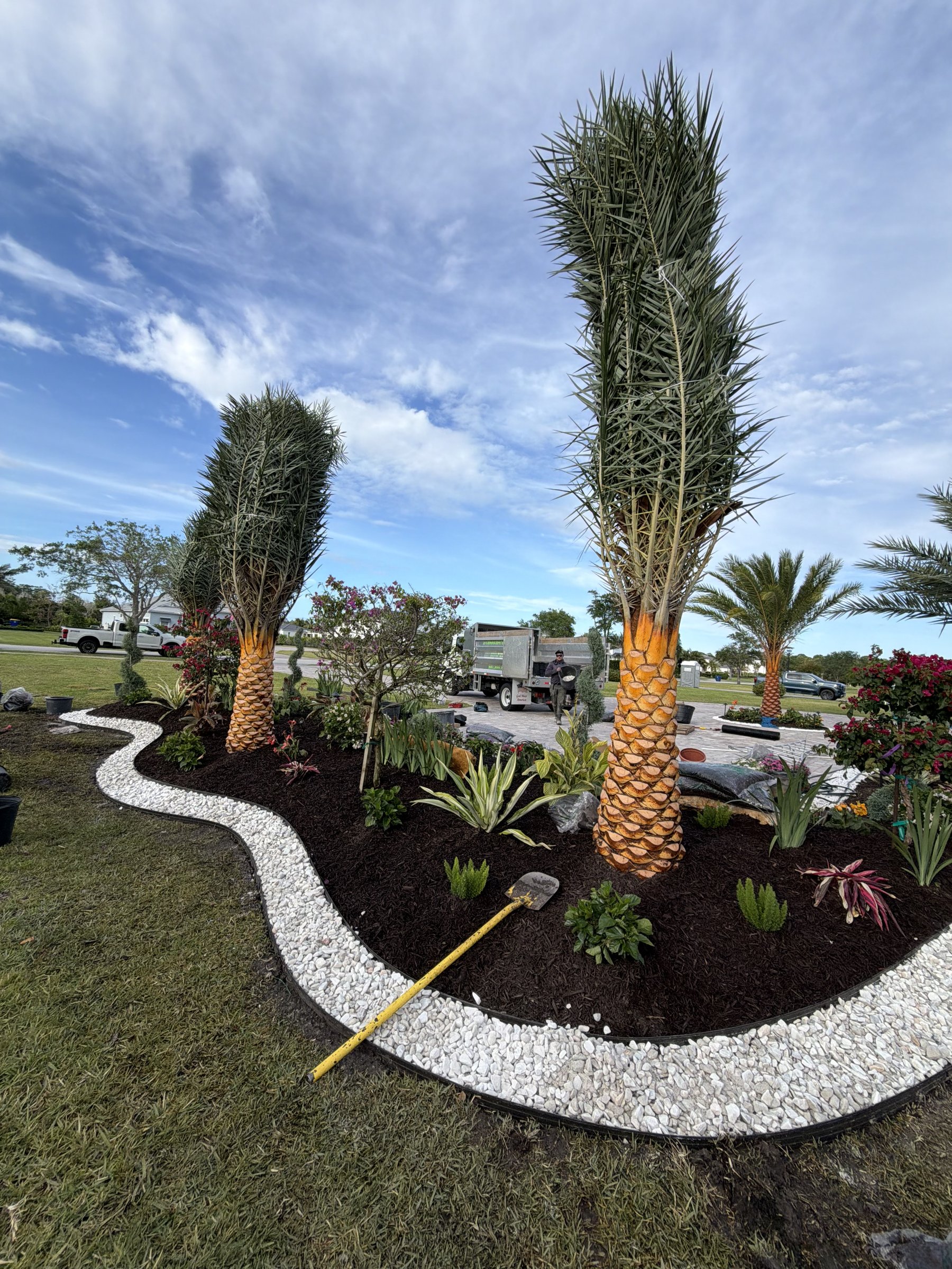 Fresh Sylvester palm installation with new landscape bed