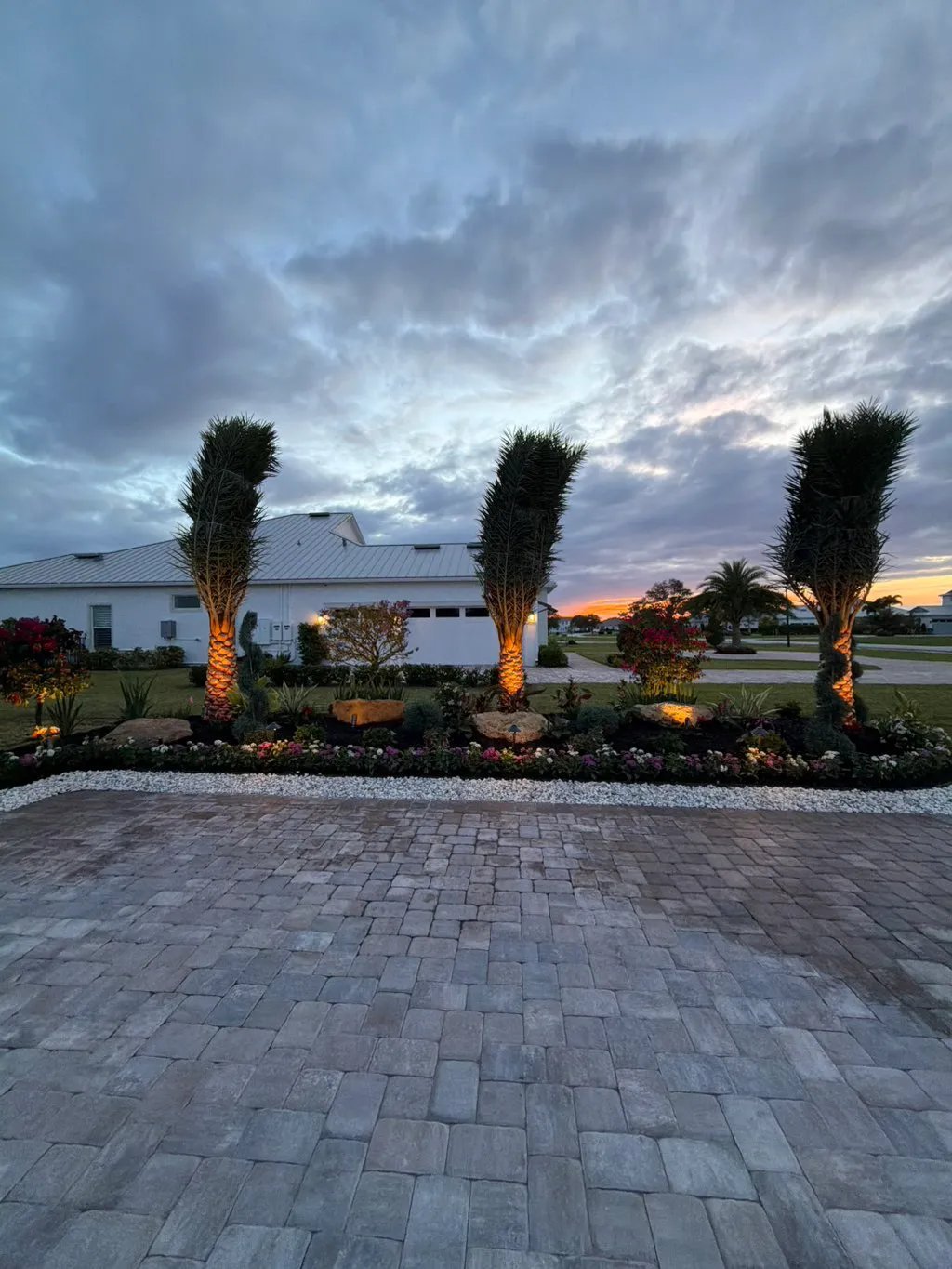 Sylvester palms with uplighting at sunset